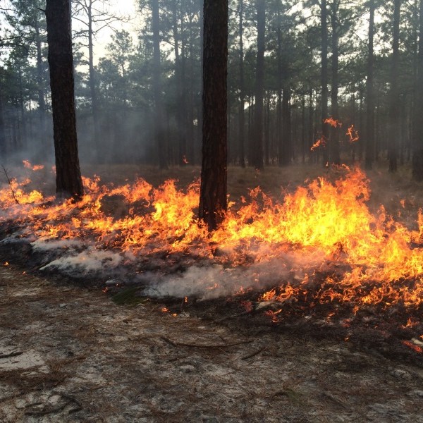 Controlled burn among the pines